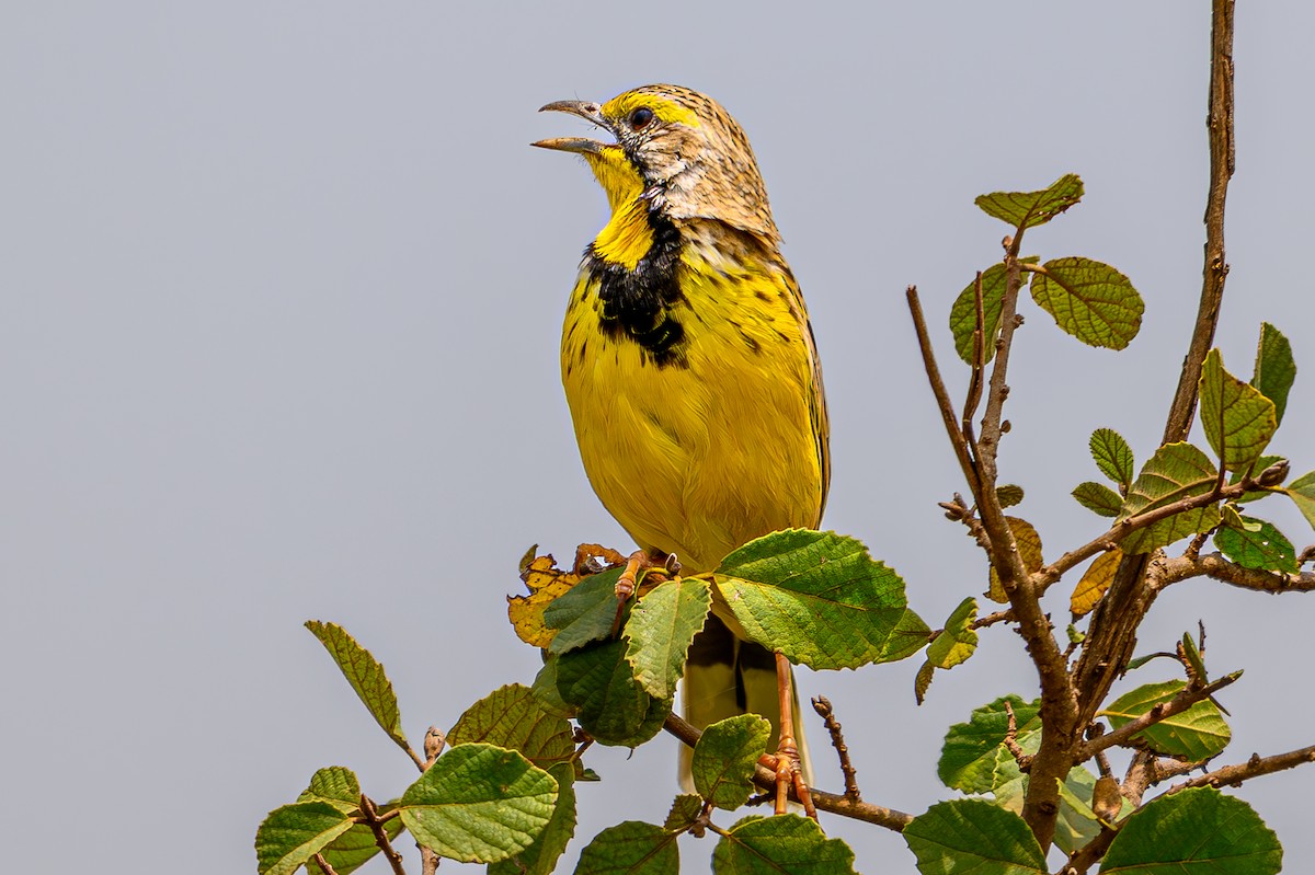 Yellow-throated Longclaw - ML645014372