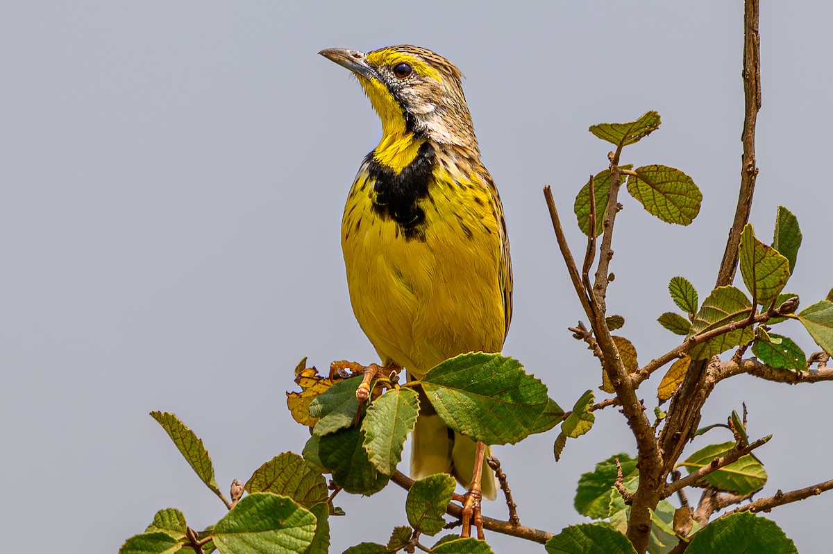 Yellow-throated Longclaw - ML645014374