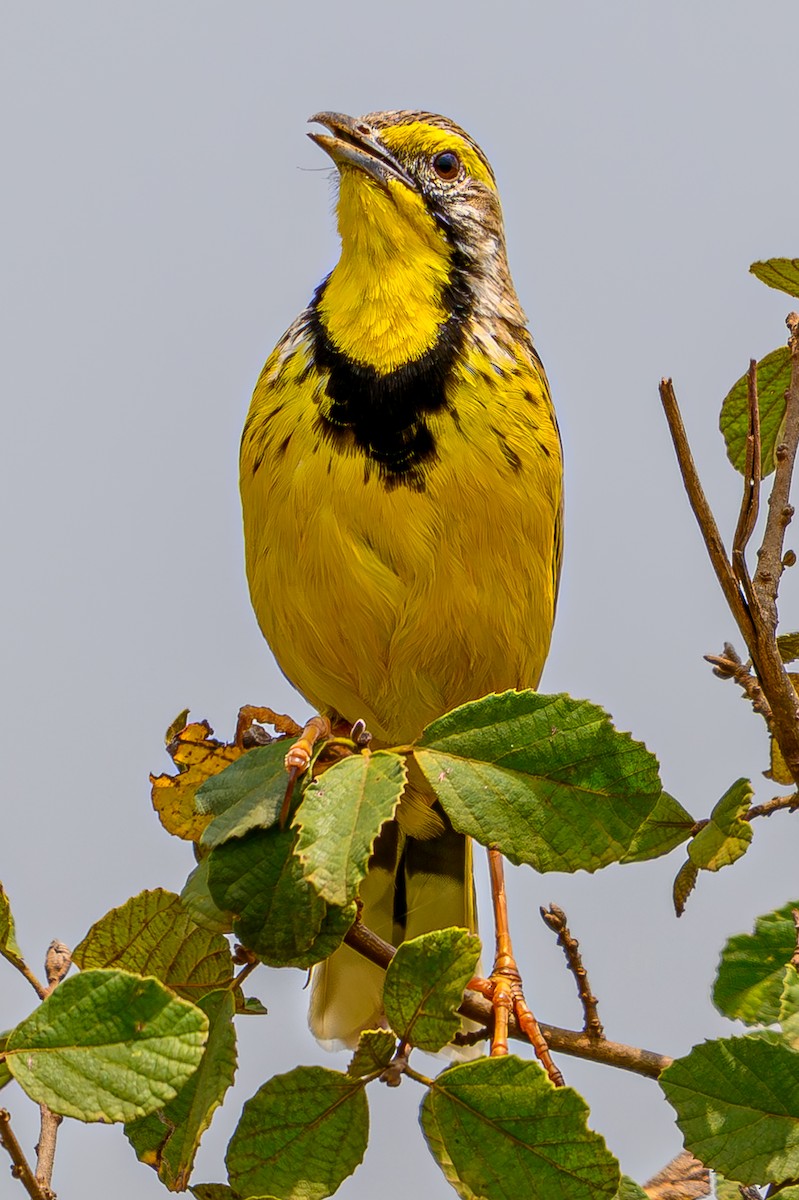 Yellow-throated Longclaw - ML645014375