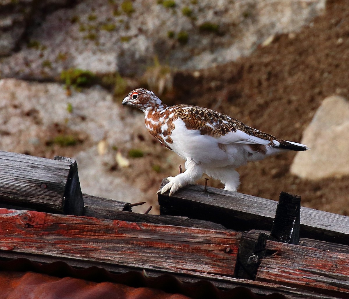 Willow Ptarmigan - ML645014377
