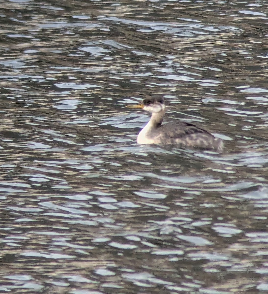 Red-necked Grebe - ML645014379