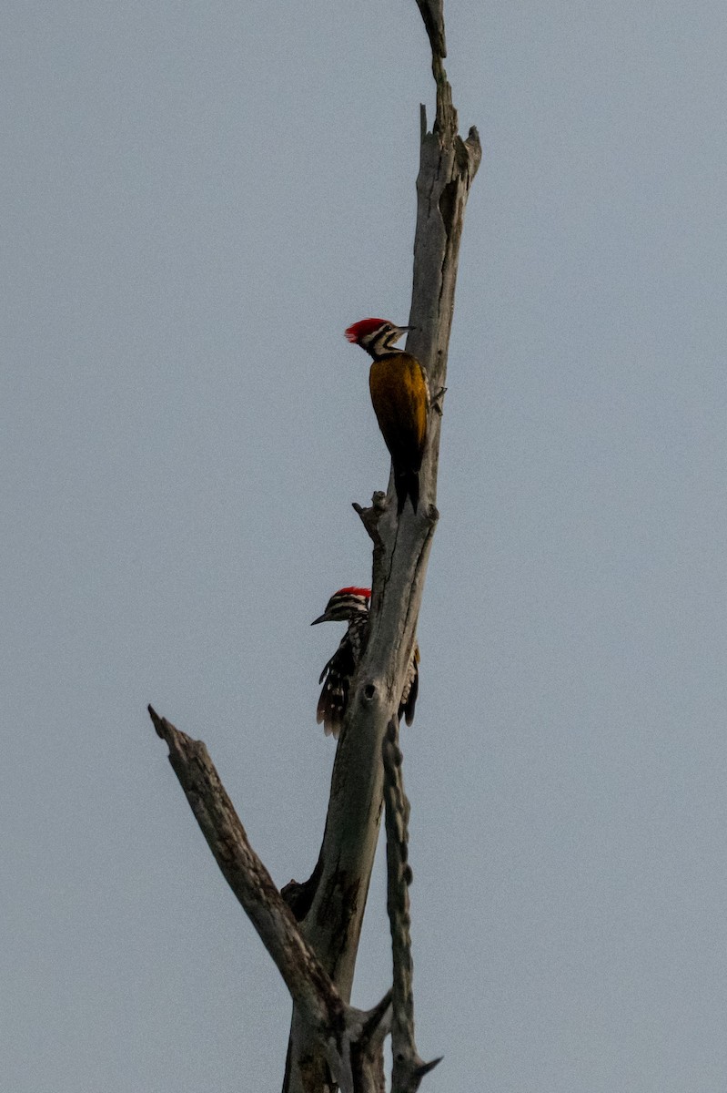 datel zlatohřbetý - ML645014380