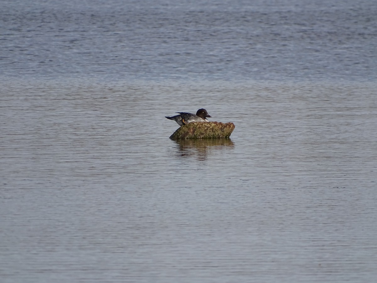 Common Goldeneye - ML645014381