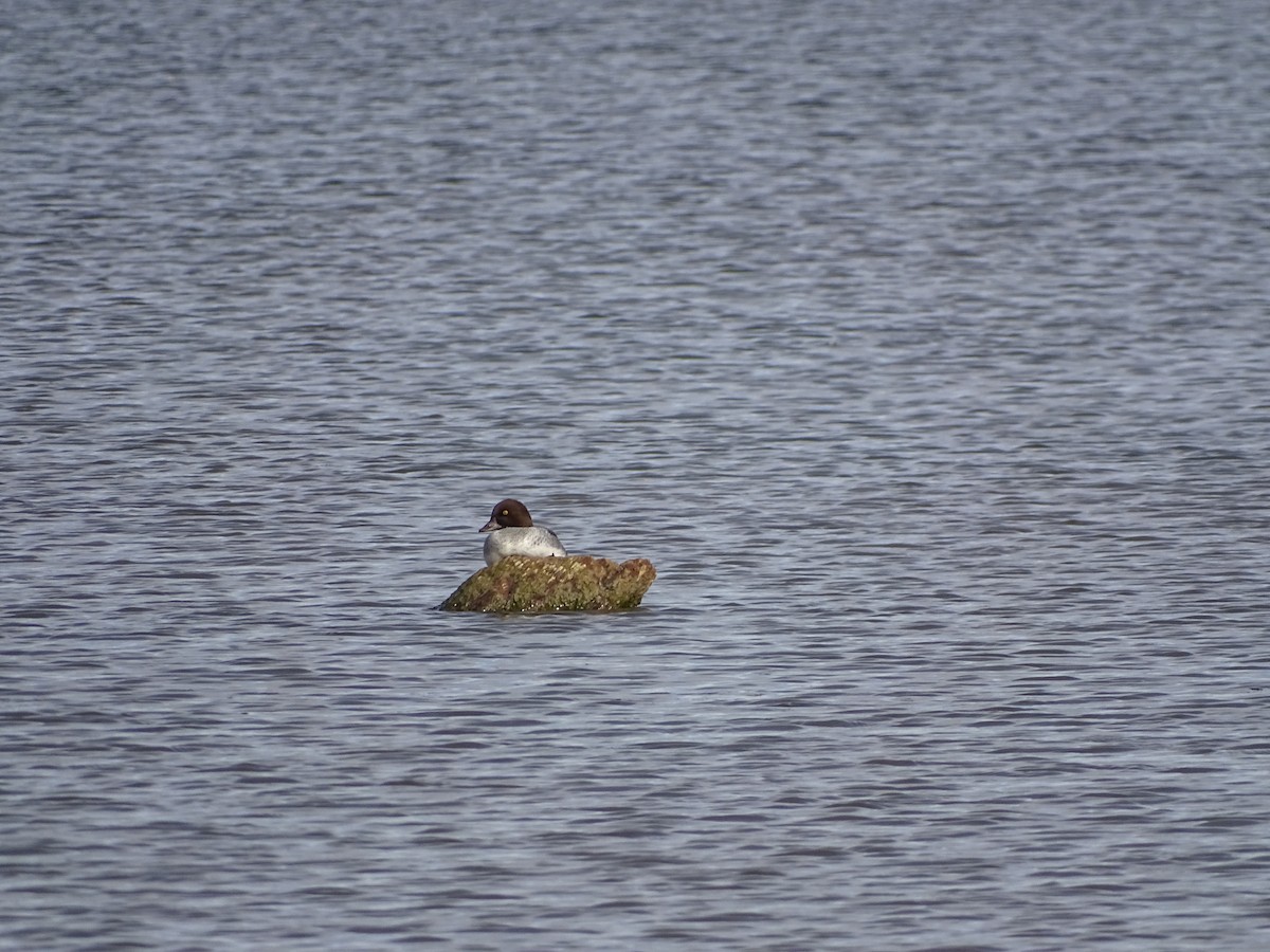 Common Goldeneye - ML645014386