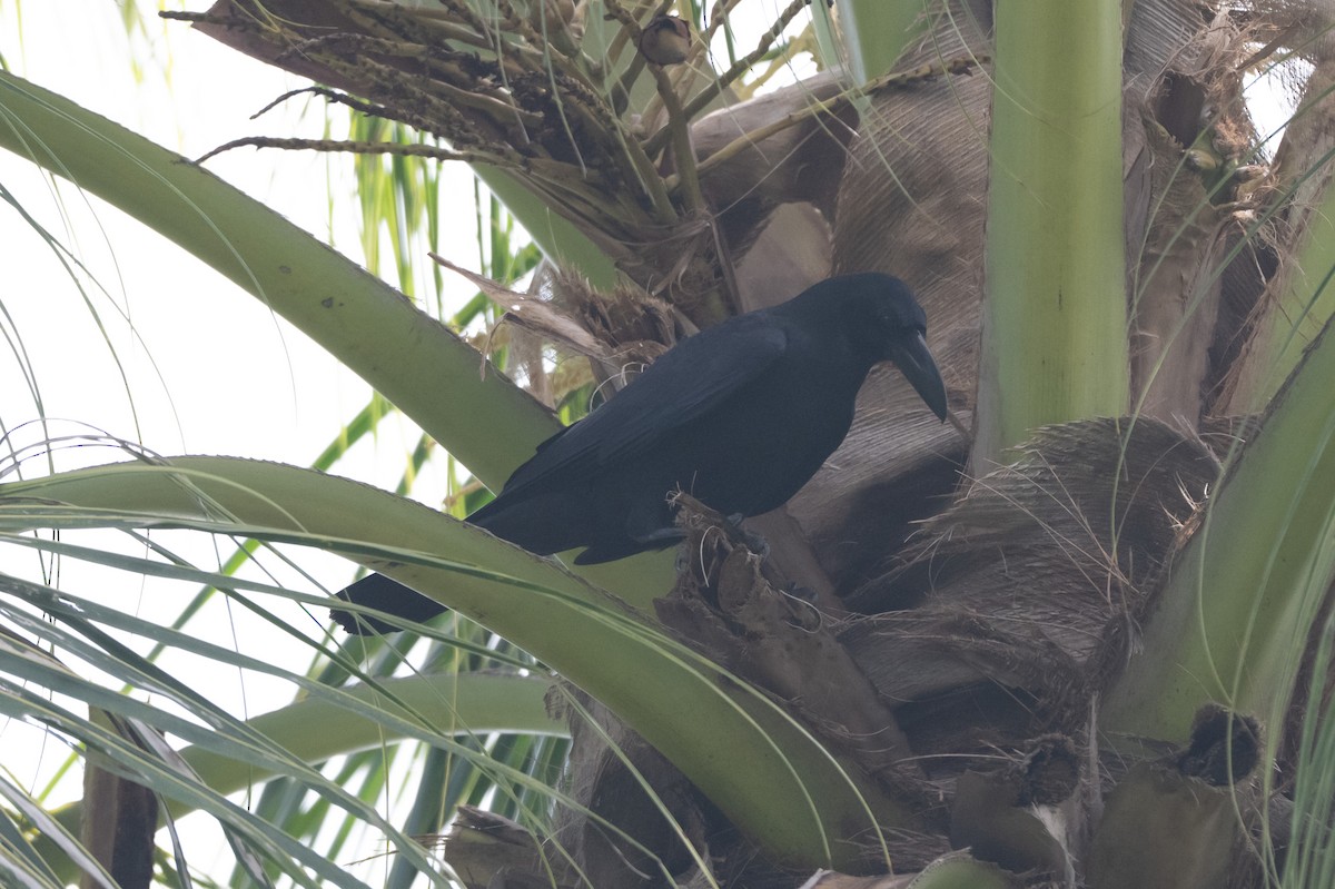 vrána tlustozobá - ML645014389