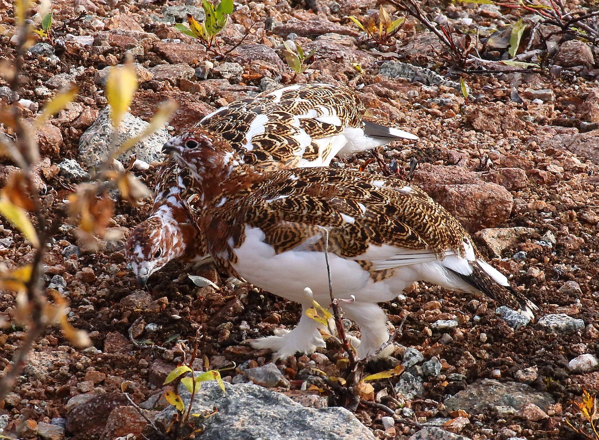 Willow Ptarmigan - ML645014390
