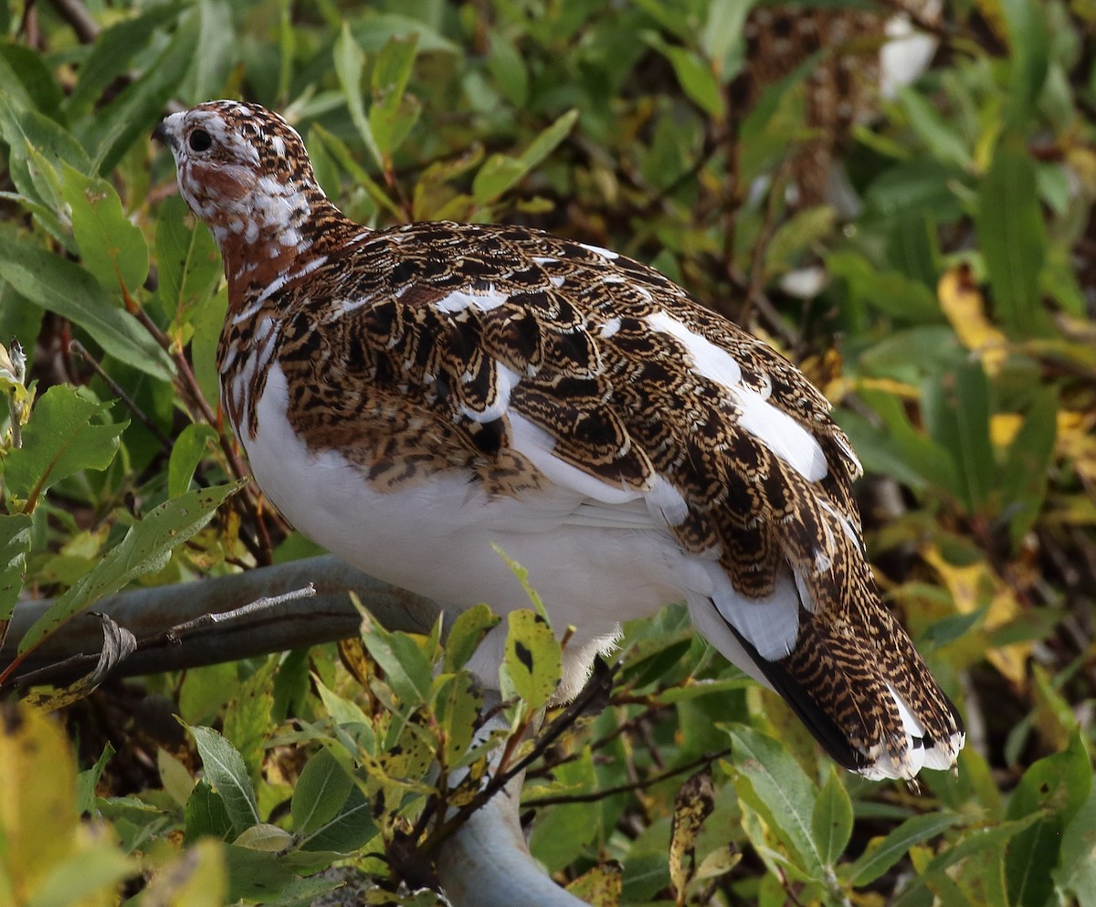 Willow Ptarmigan - ML645014395