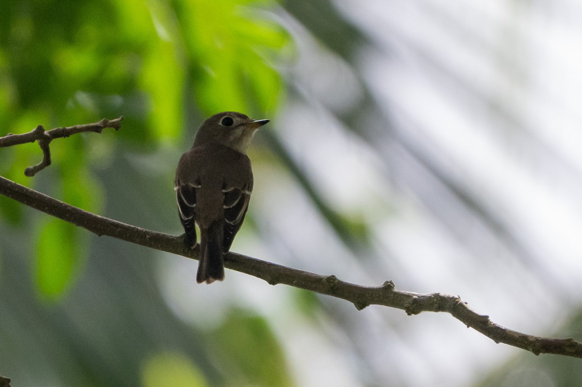 lejsek asijský - ML645014401