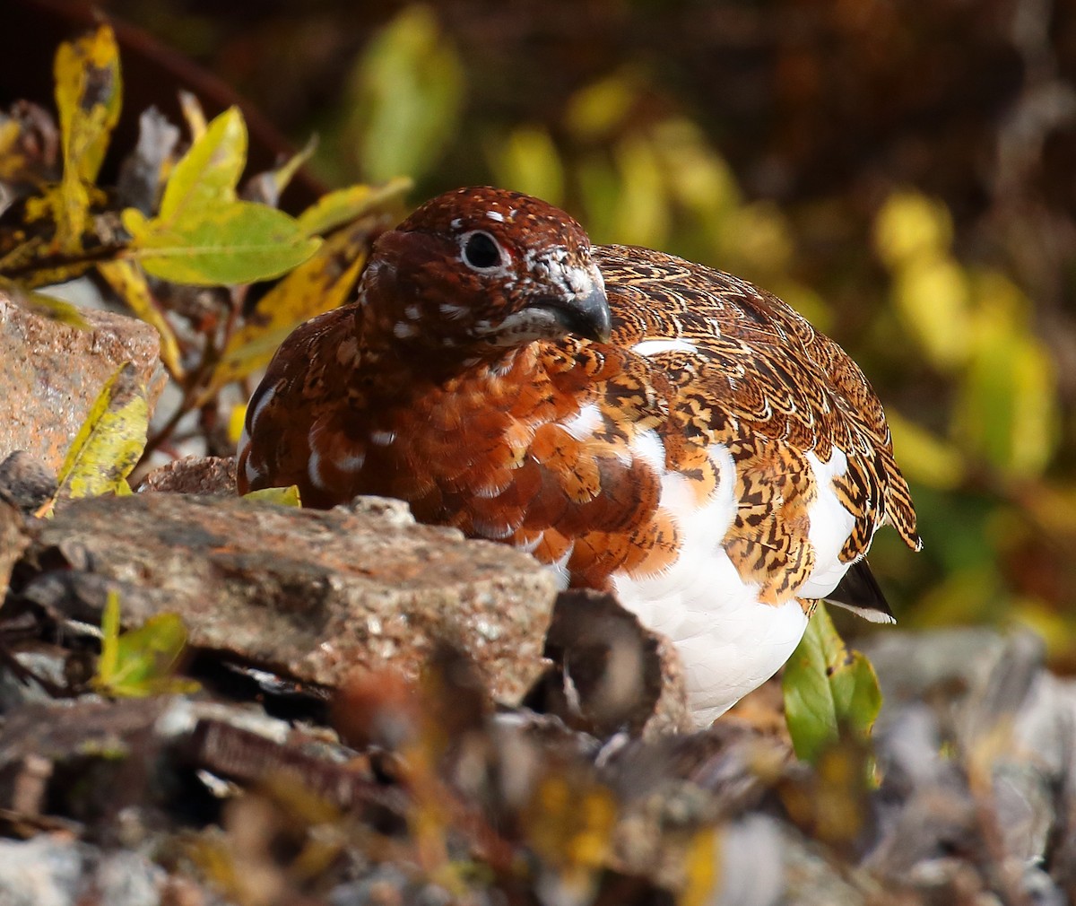 Willow Ptarmigan - ML645014402
