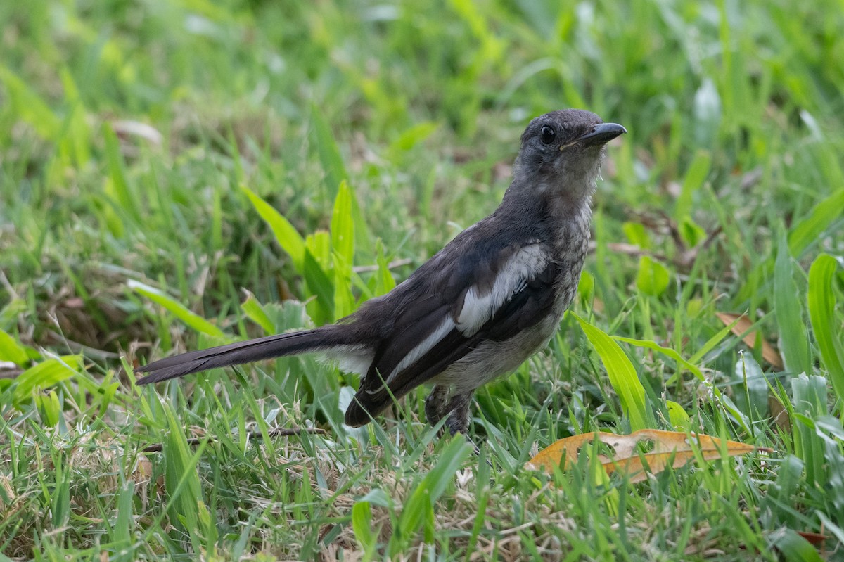 Oriental Magpie-Robin - ML645014406