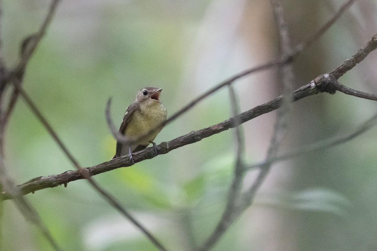Yellow-rumped Flycatcher - ML645014408
