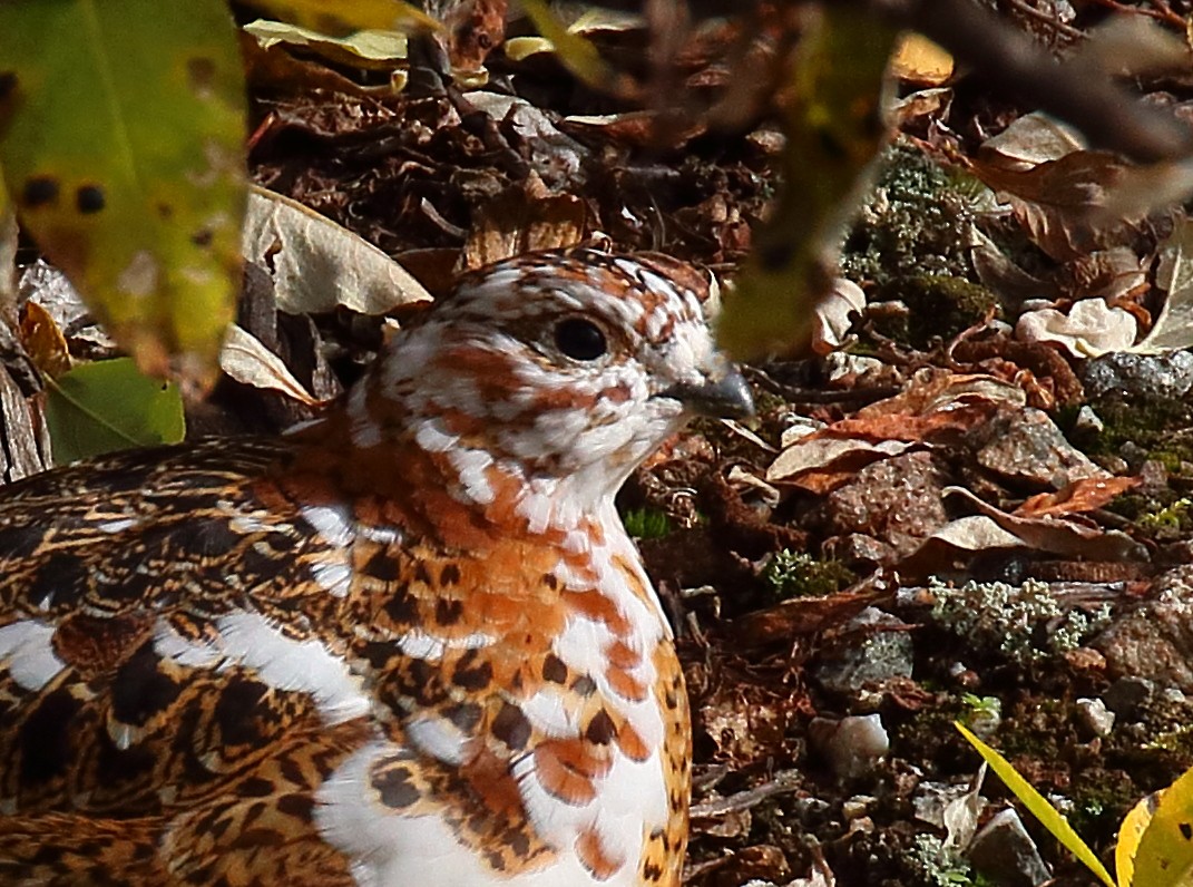 Willow Ptarmigan - ML645014412