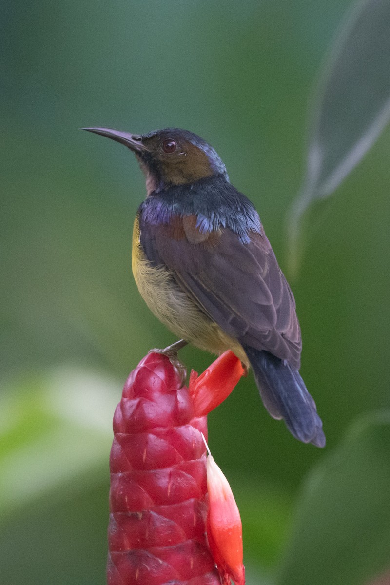 strdimil hnědolící - ML645014419