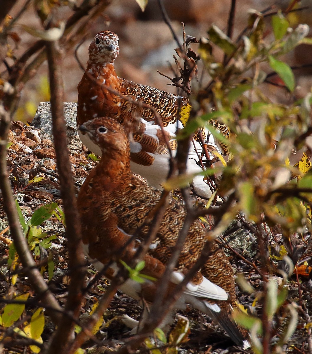 Willow Ptarmigan - ML645014426