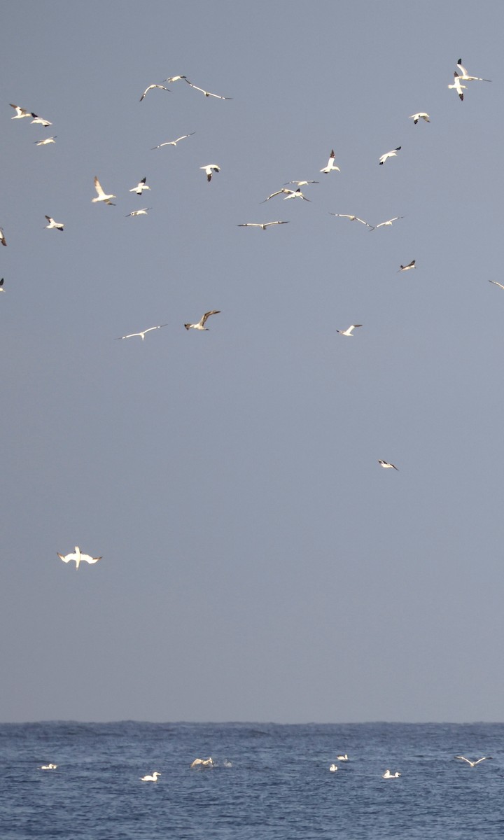 Northern Gannet - ML645014431