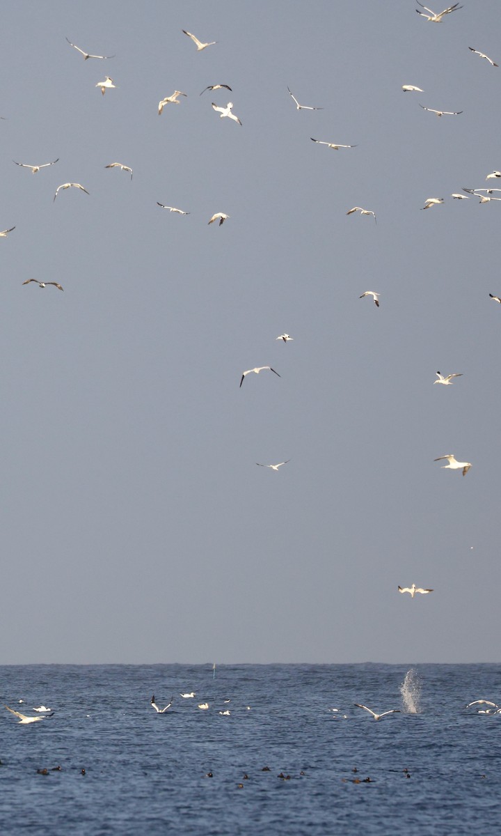 Northern Gannet - ML645014432