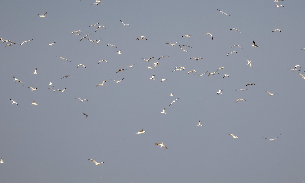 Northern Gannet - ML645014433