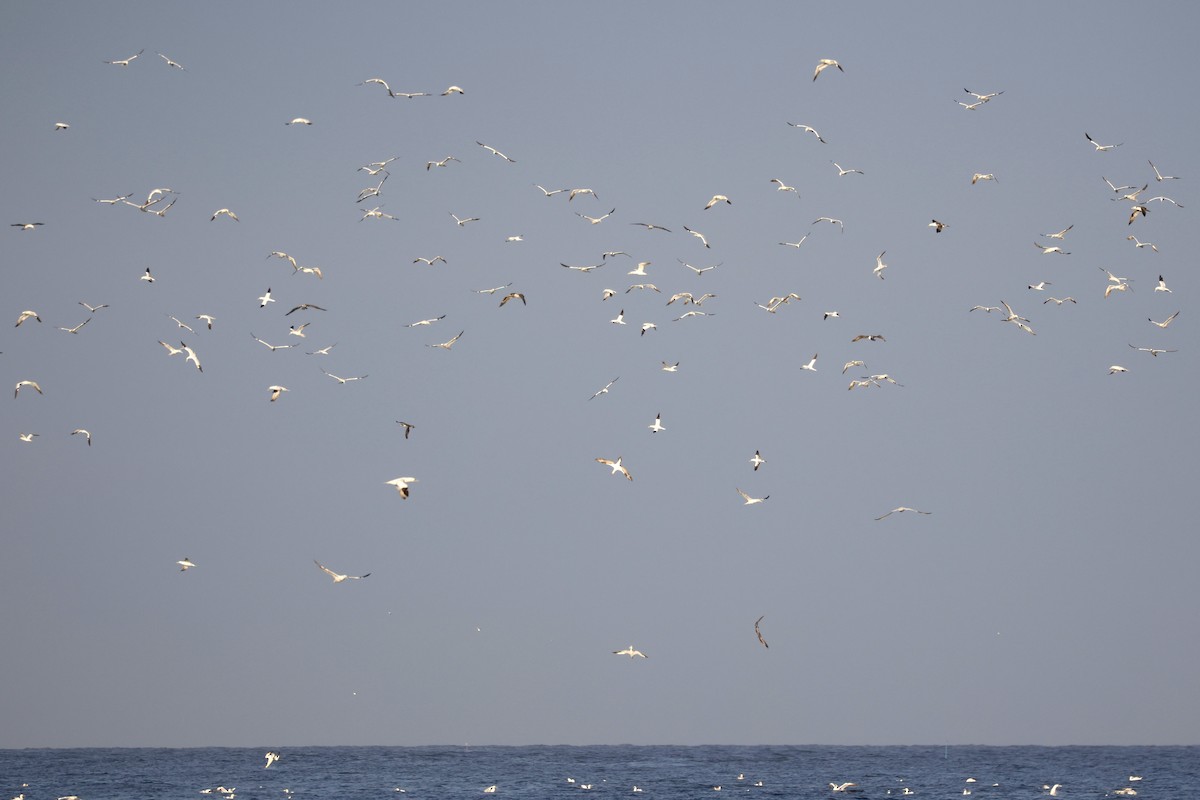 Northern Gannet - ML645014434