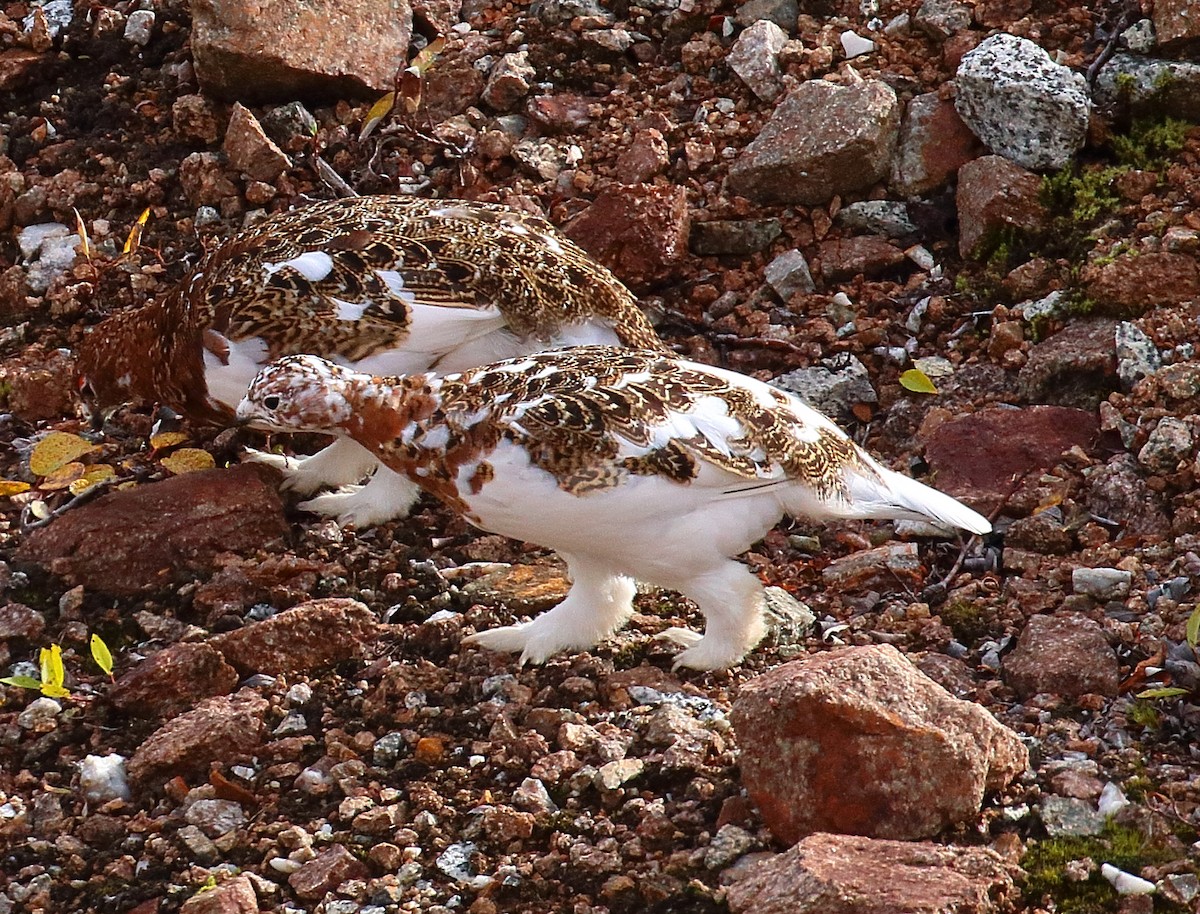 Willow Ptarmigan - ML645014438