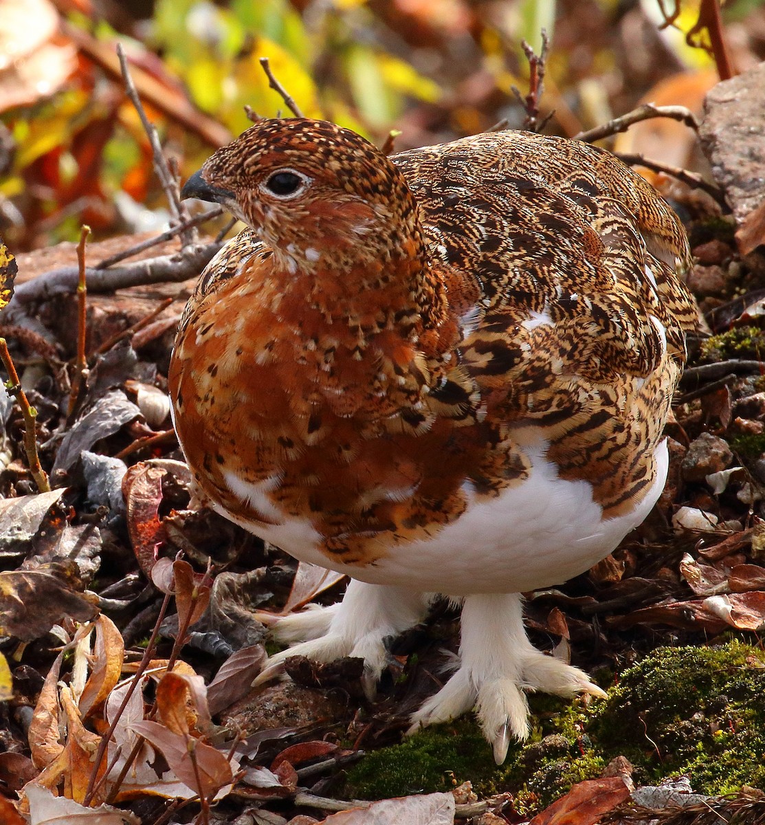 Willow Ptarmigan - ML645014444