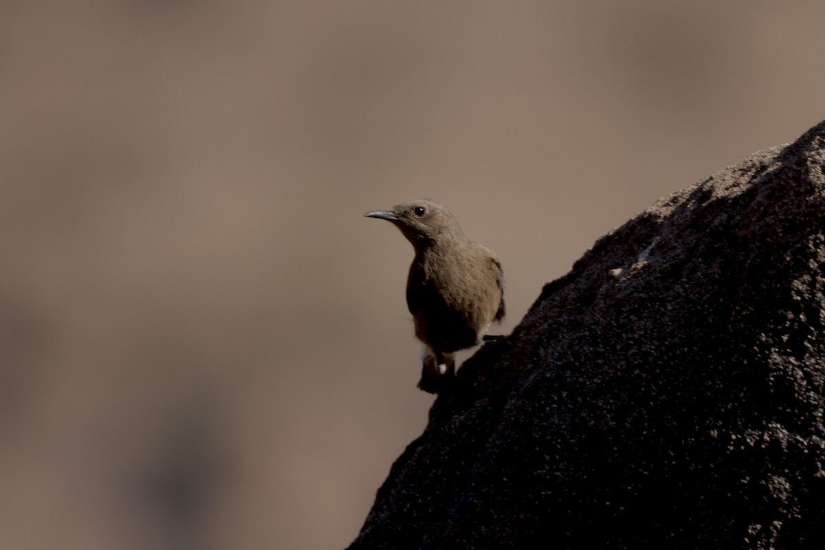 Mountain Chat - ML645014468