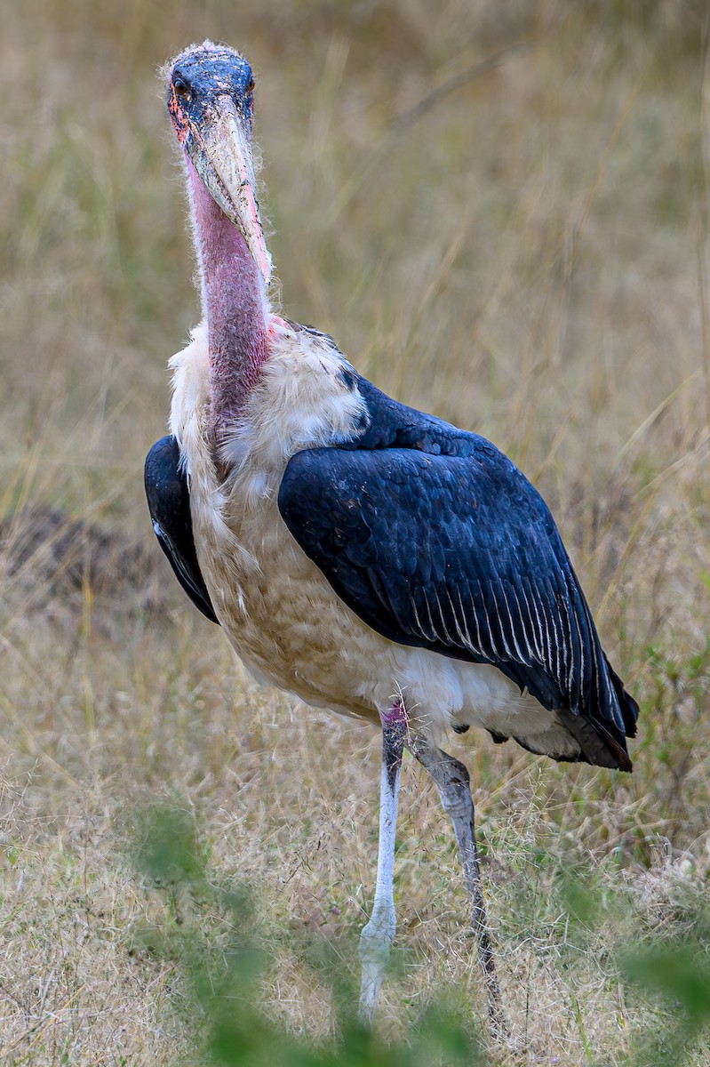 Marabou Stork - ML645014471