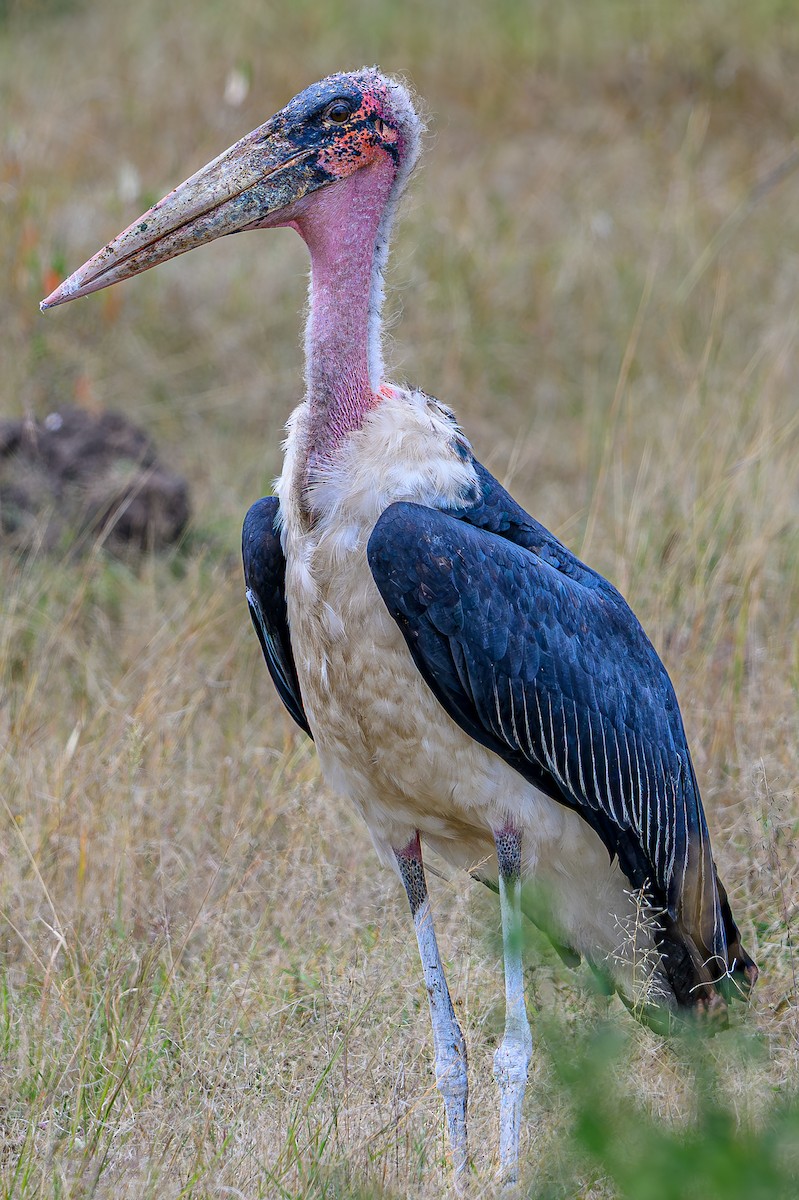 Marabou Stork - ML645014472