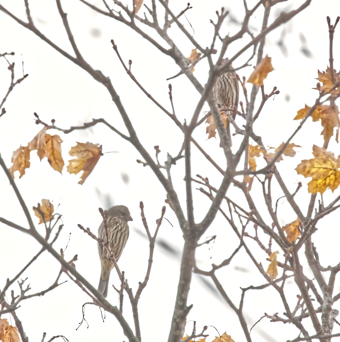 House Finch - ML645014498