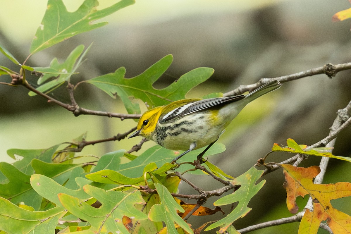 Black-throated Green Warbler - ML645014506