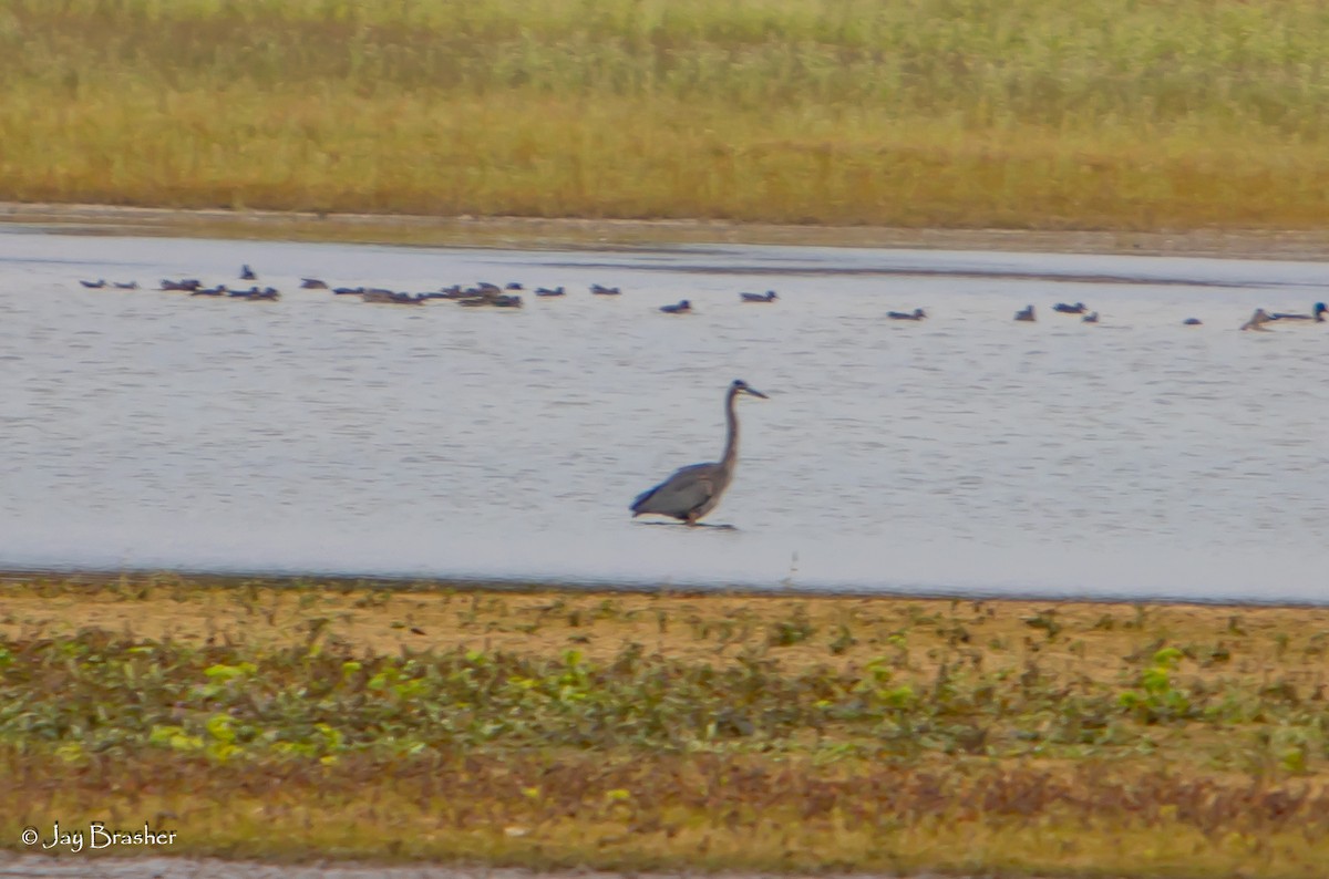 Great Blue Heron - ML645014536