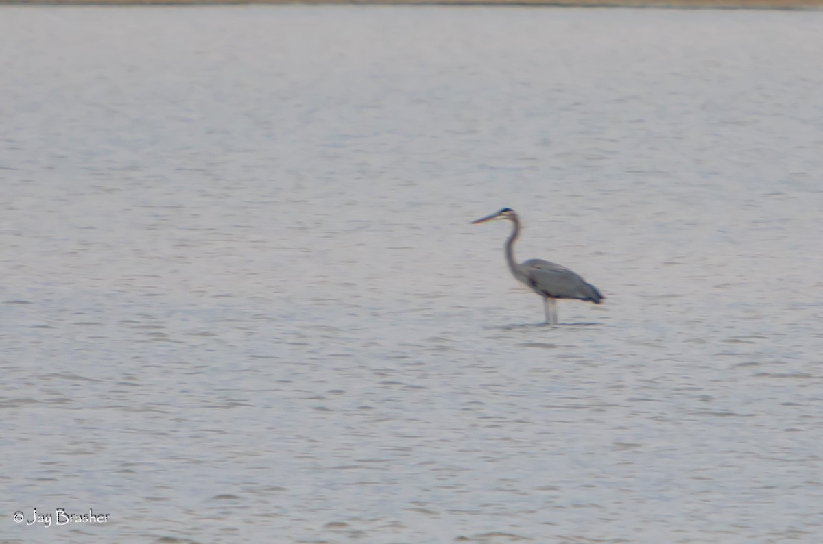 Great Blue Heron - ML645014537