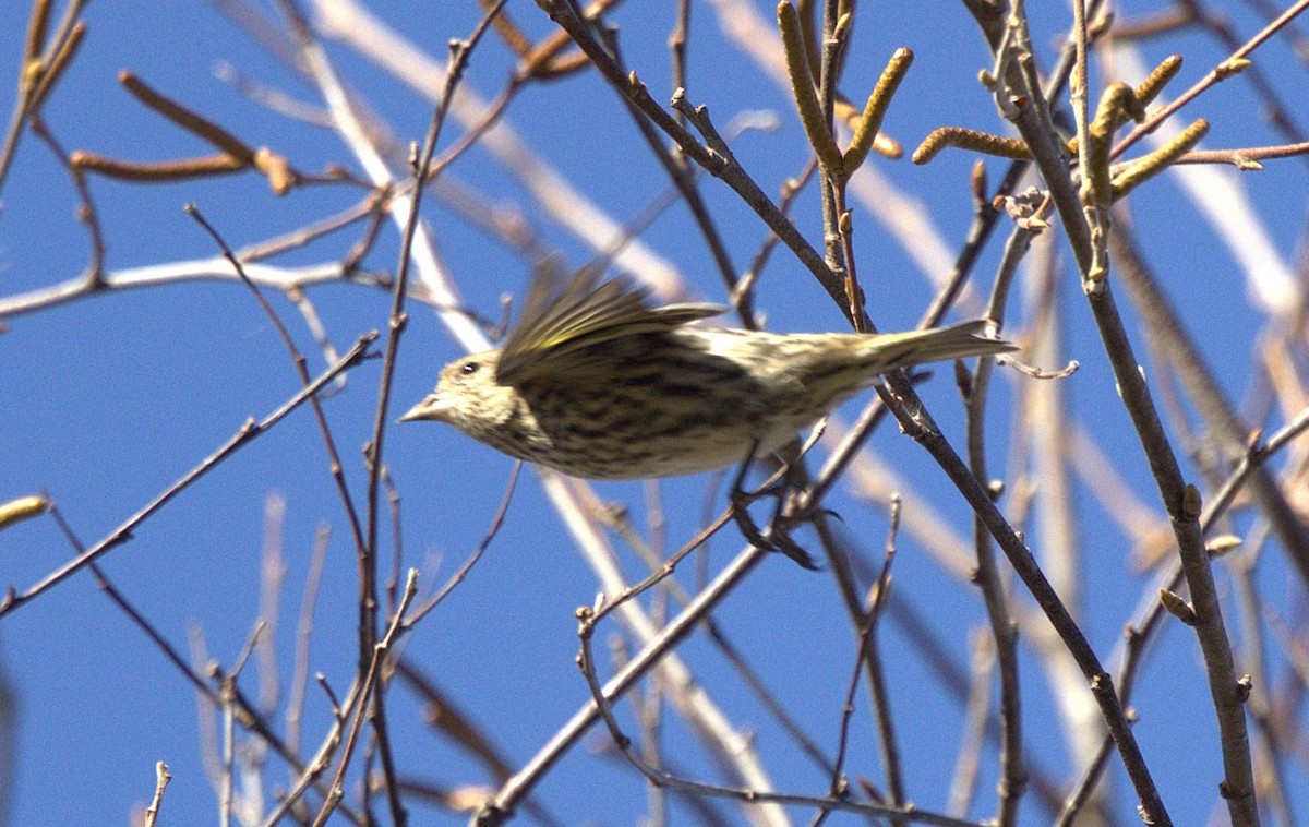 Pine Siskin - ML645014552