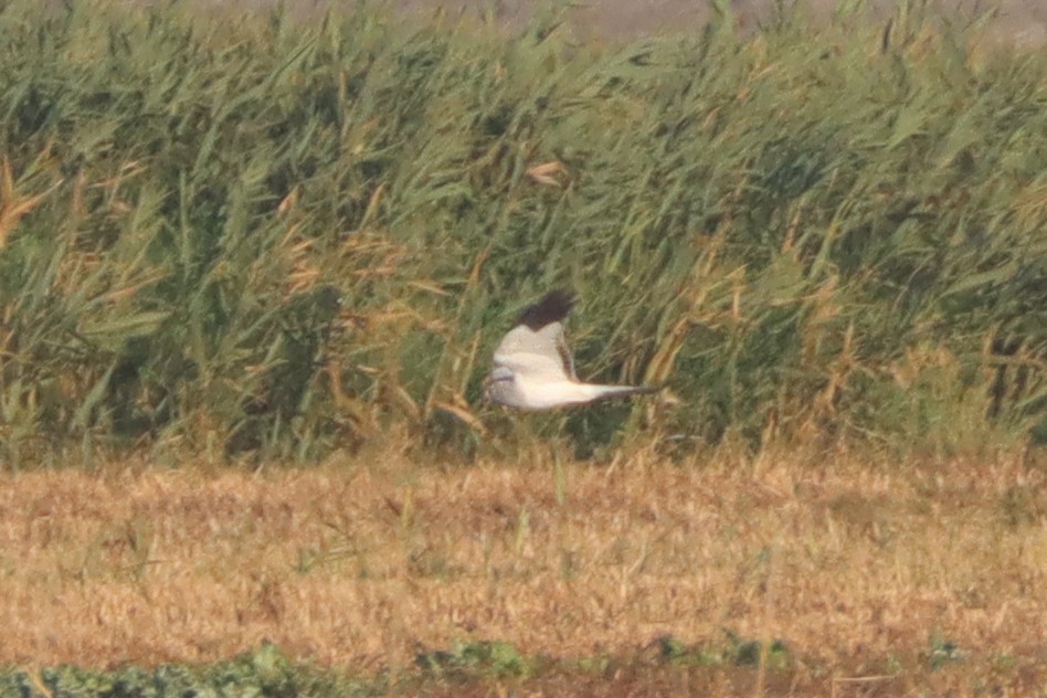 Hen Harrier - ML645014554