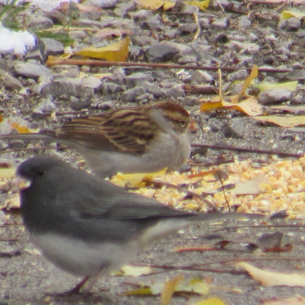 Серый юнко - ML645014555