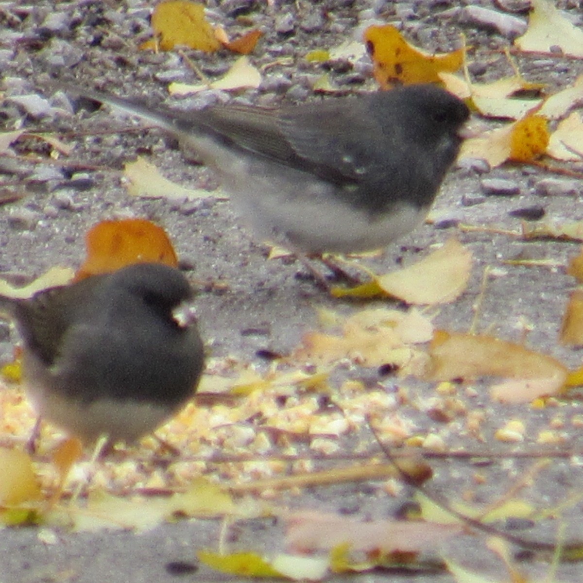 Серый юнко - ML645014556