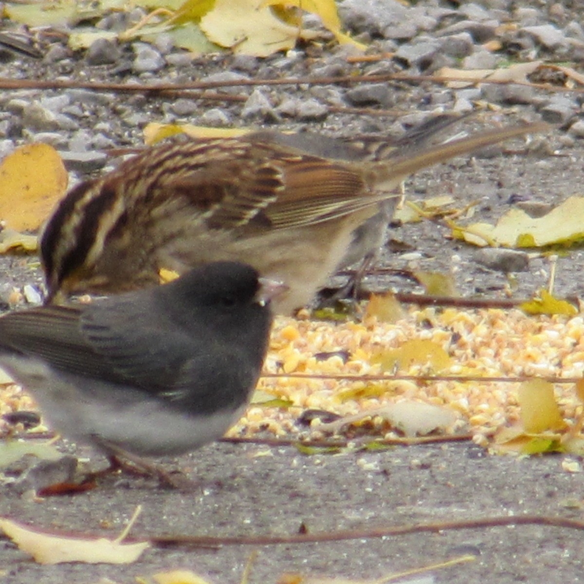 Серый юнко - ML645014557