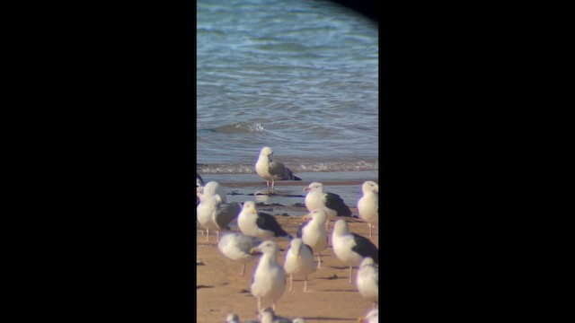 tanımsız Larinae sp. - ML645014558