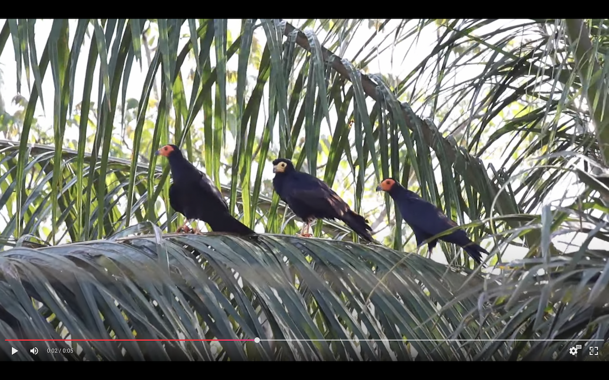 Siyah Karakara - ML645014566