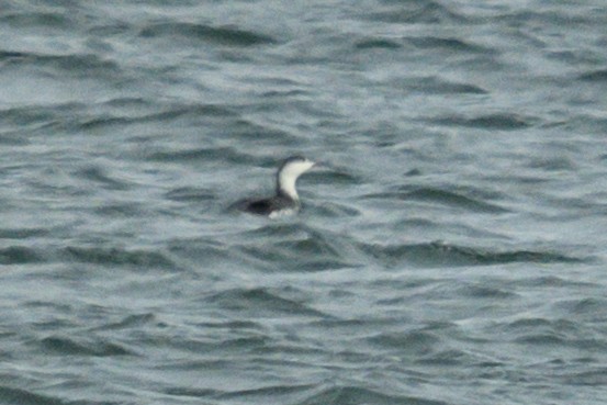 Red-throated Loon - ML645014576