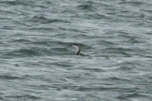Red-throated Loon - ML645014577