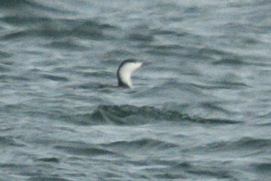 Red-throated Loon - ML645014578