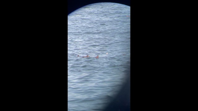 King Eider - ML645014586