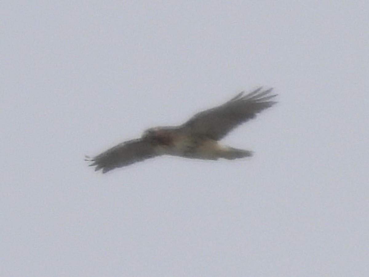 Red-tailed Hawk - ML645014587
