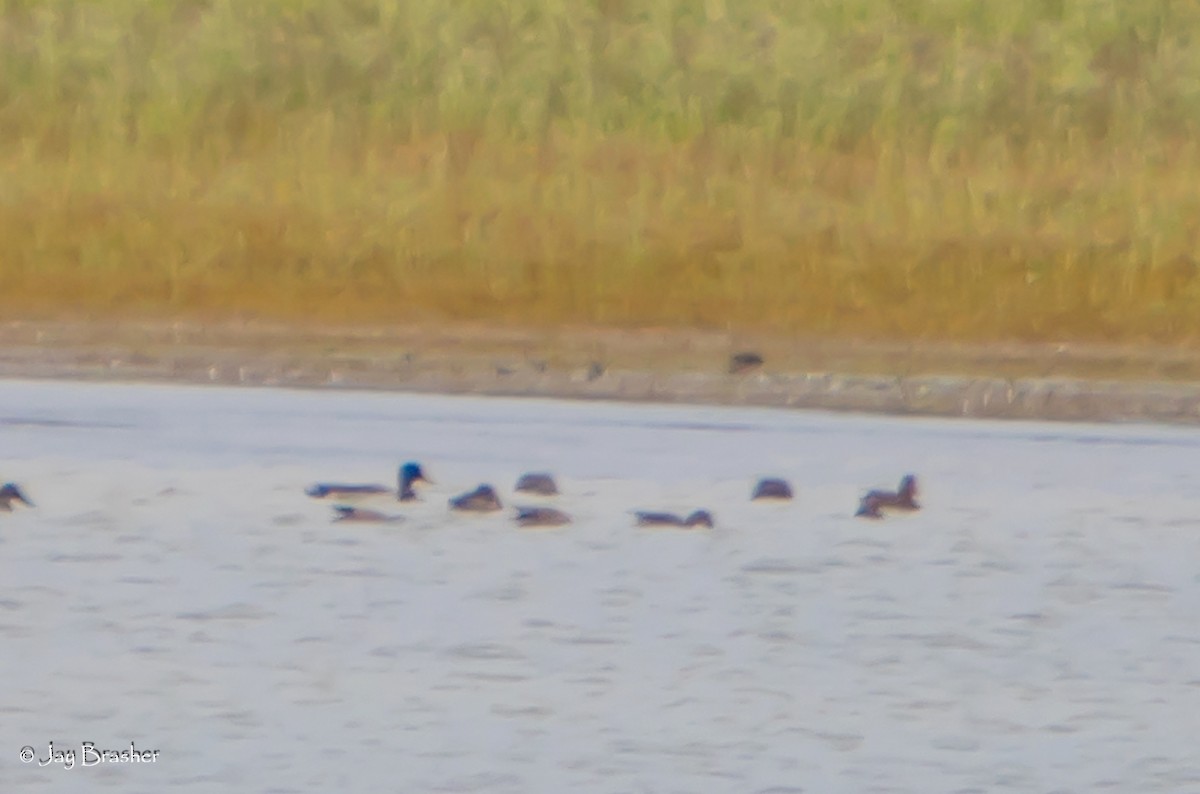 Mallard - ML645014614