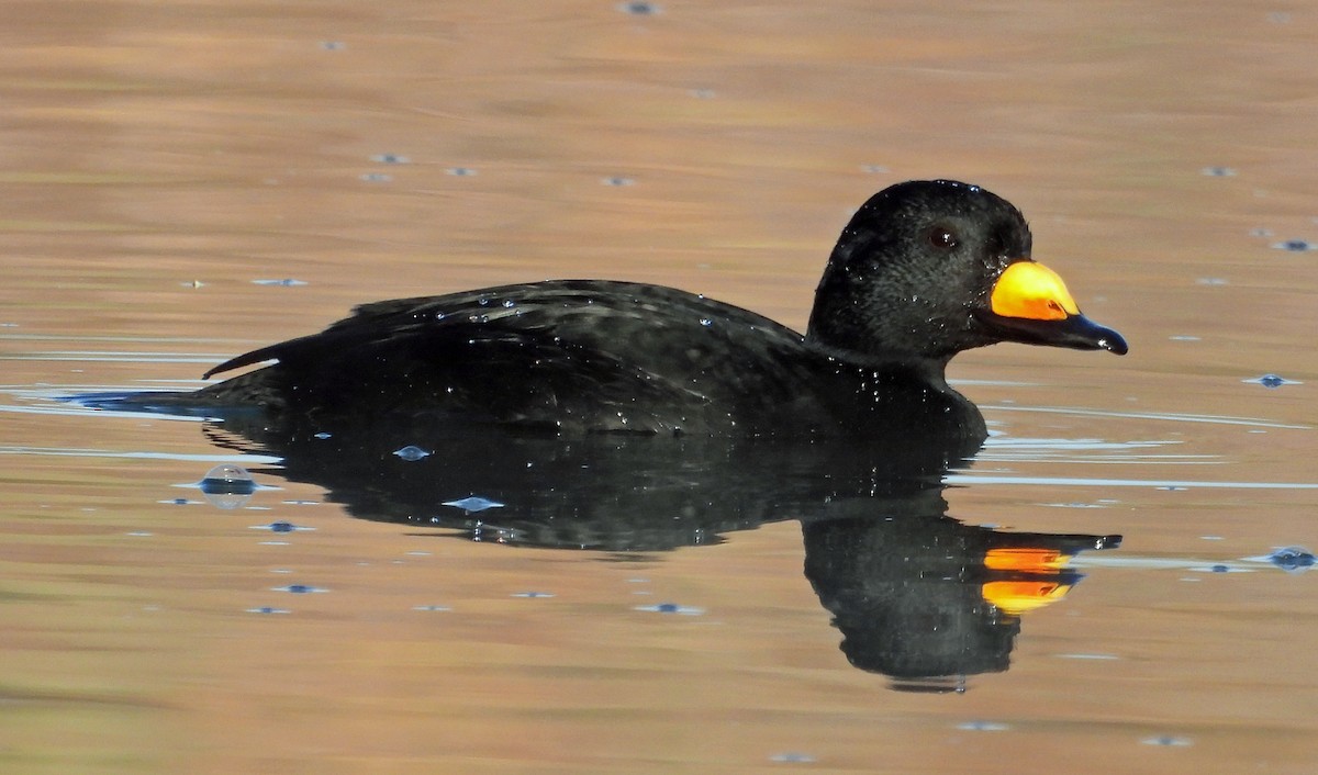 Black Scoter - ML645014625
