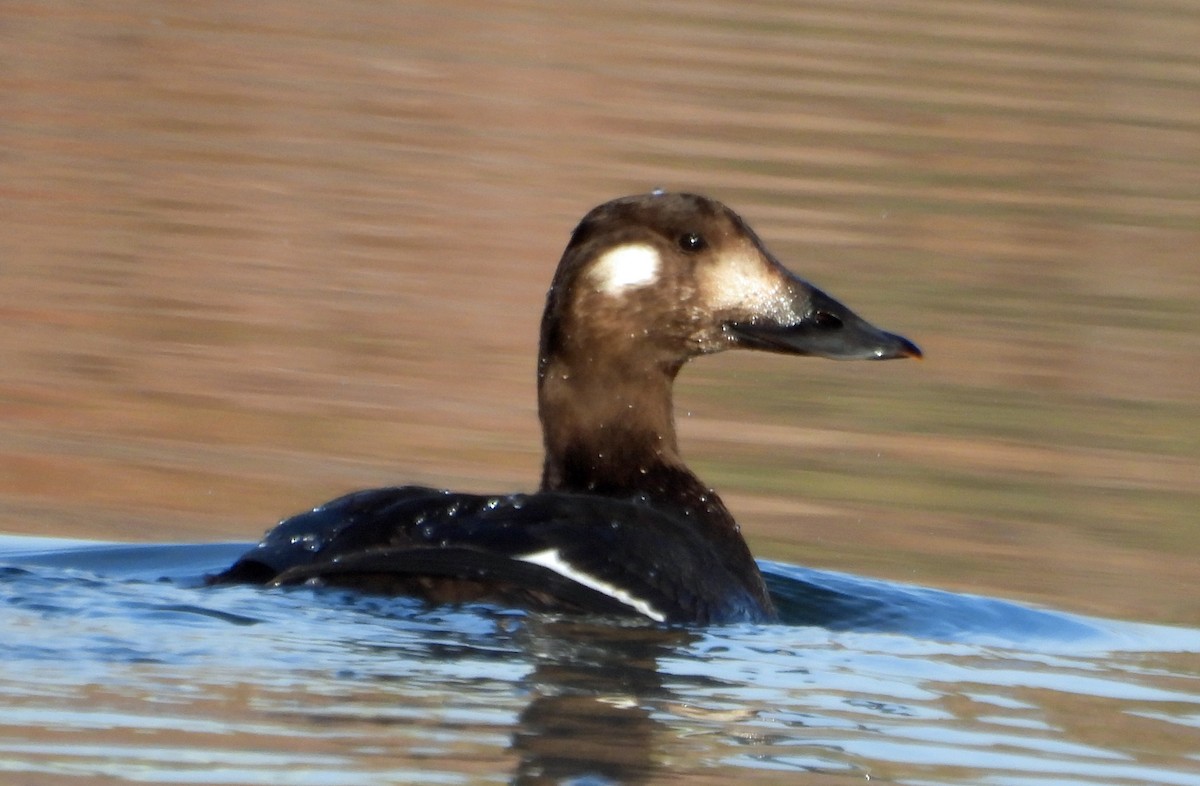 White-winged Scoter - ML645014631