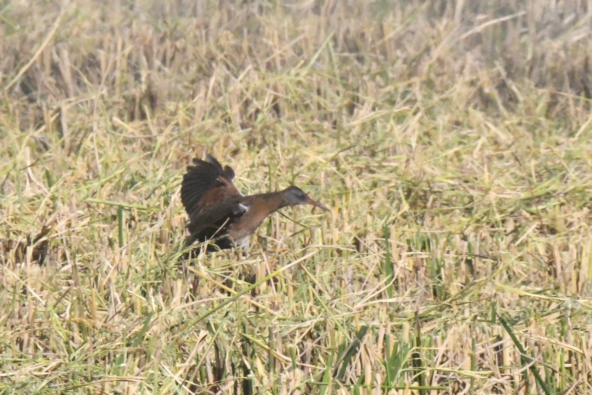 Virginia Rail - ML645014636