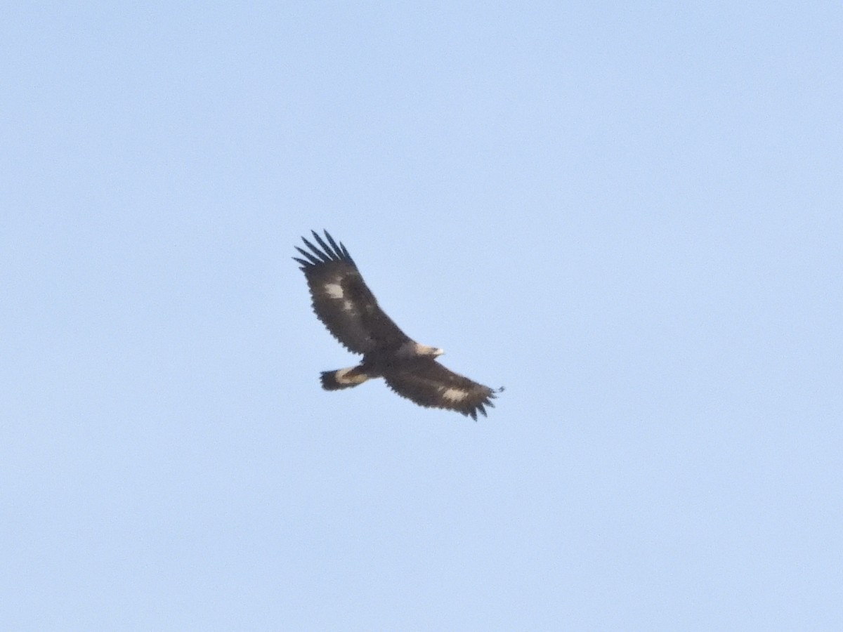 Golden Eagle - ML645014647