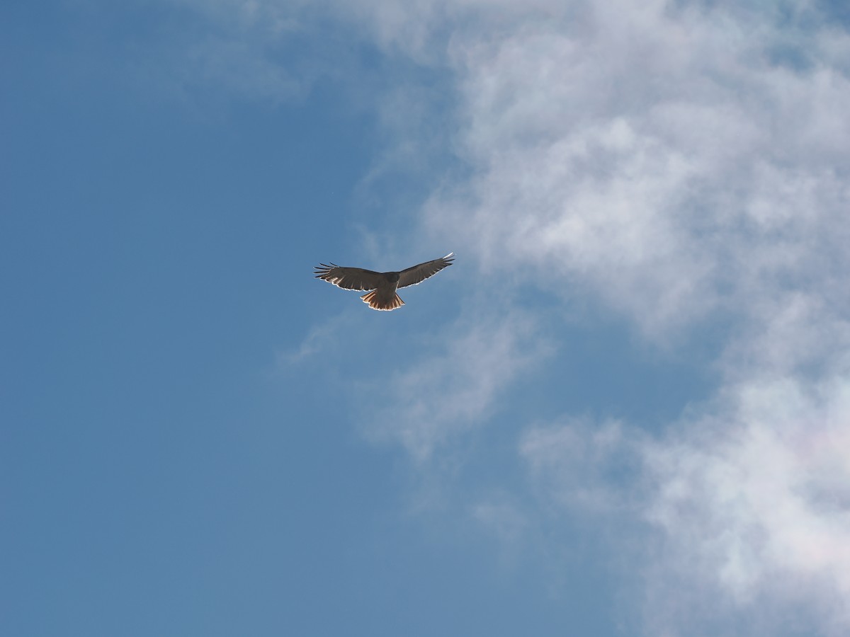 Red-tailed Hawk - ML645014655