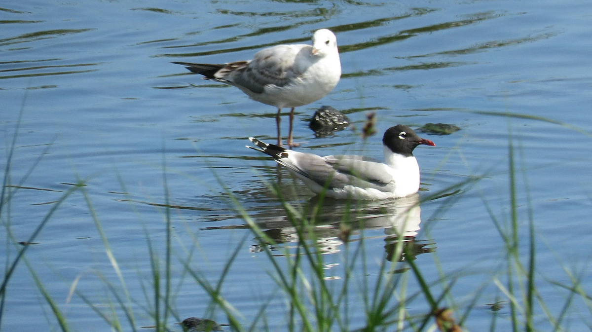 弗氏鷗 - ML645014657